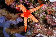 Echinodermes Echinoderms